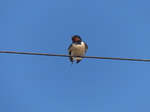 FZ018715 Swallow (Hirundo rustica).jpg